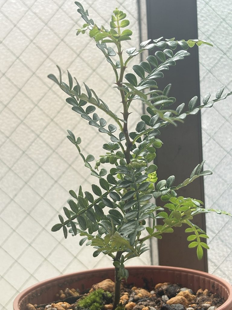 鉢植えされたヒレザンショウ