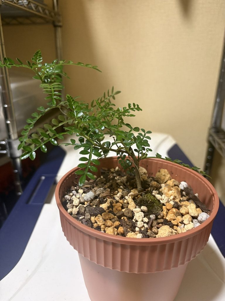 針金をかけたヒレザンショウ