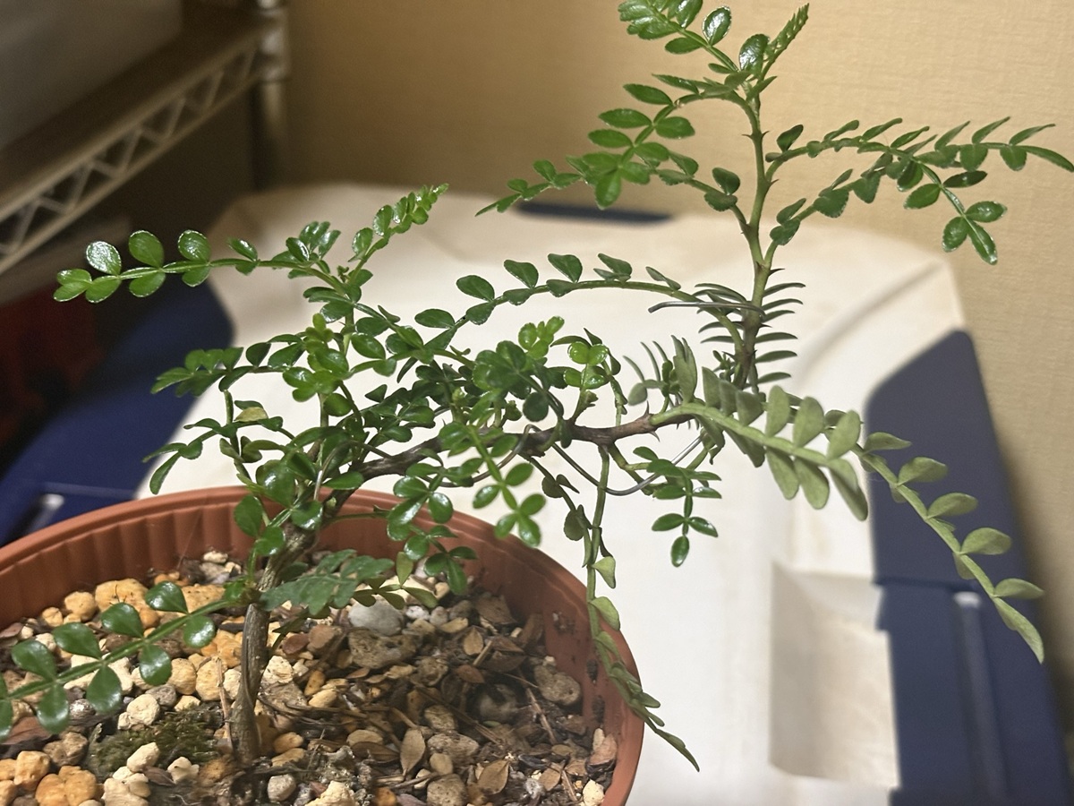 植え付けから2週間経過したヒレザンショウ